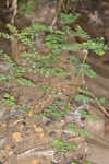 Muscarene Island leaf-flower